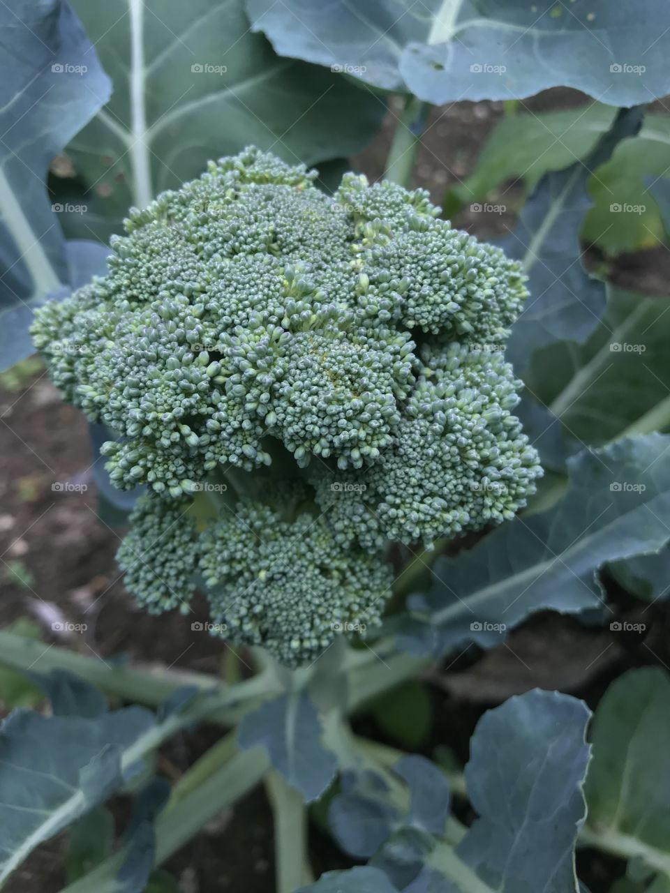 broccoli!