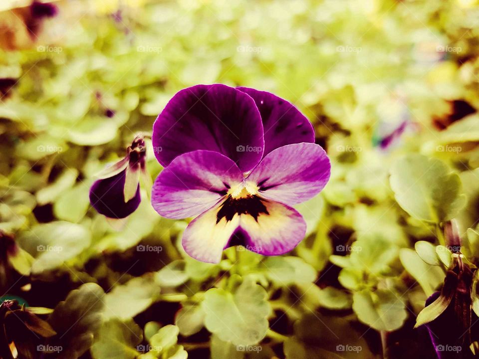 purple Pansy flower close-up with green leaf background.