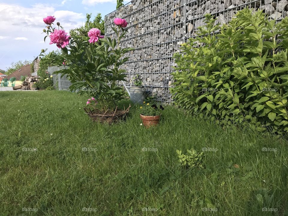 Meine Pfingstrosen im Garten in Bayern. Im Hintergrund eine alte Blechgießkanne.