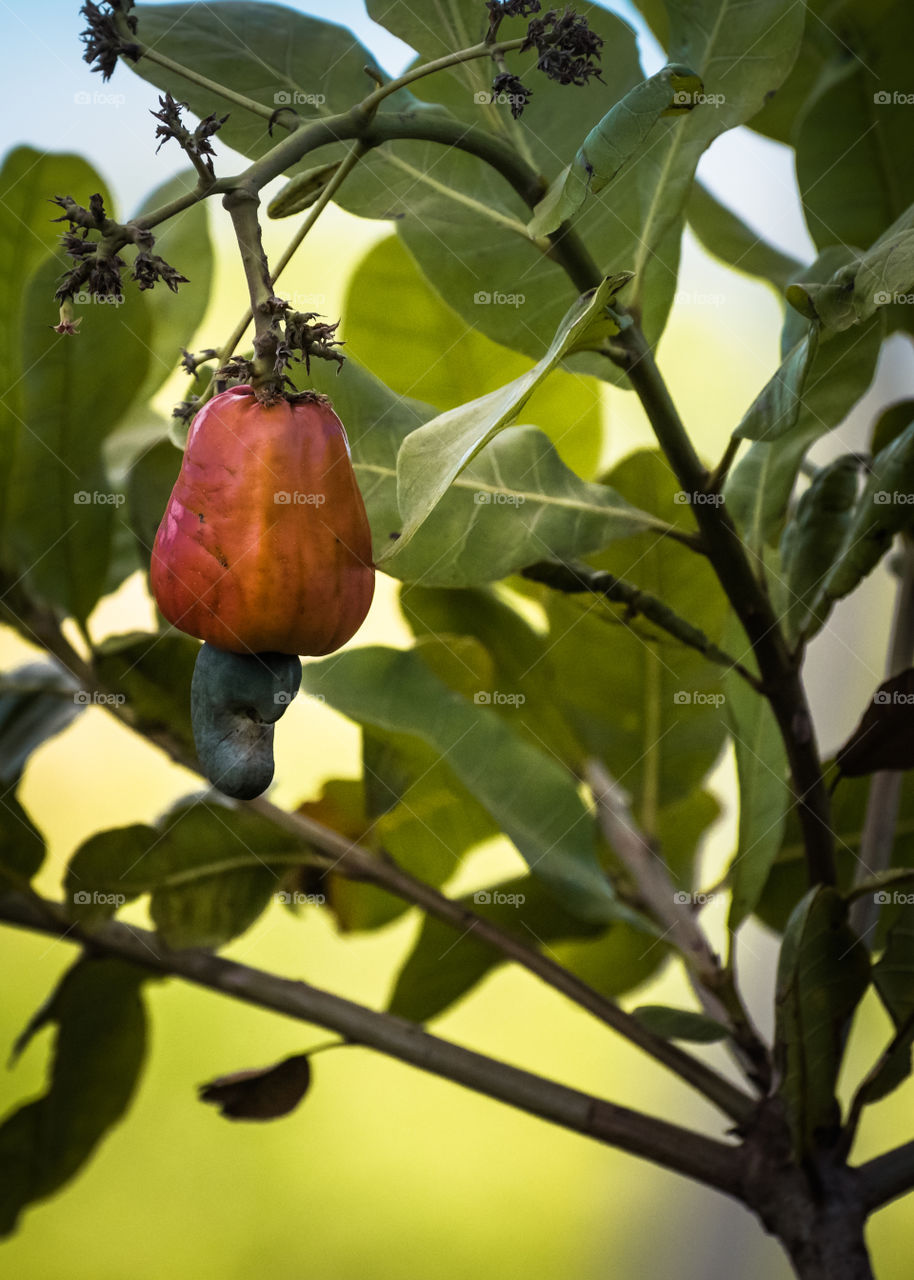 Caju,  fruta de origem brasileira que pode ser comida diretamente do pé ou fazer um delicioso e refrescante suco.