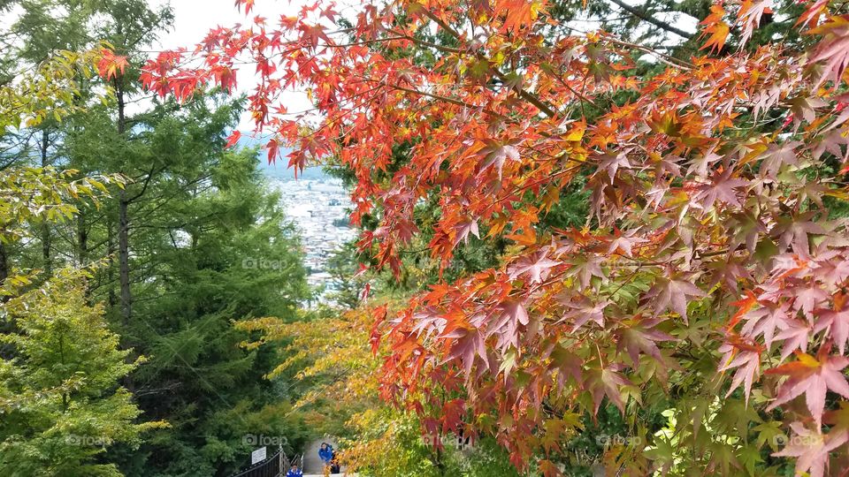 Beautiful fall trees