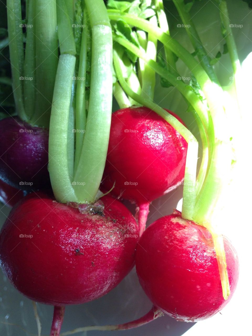 The Radish