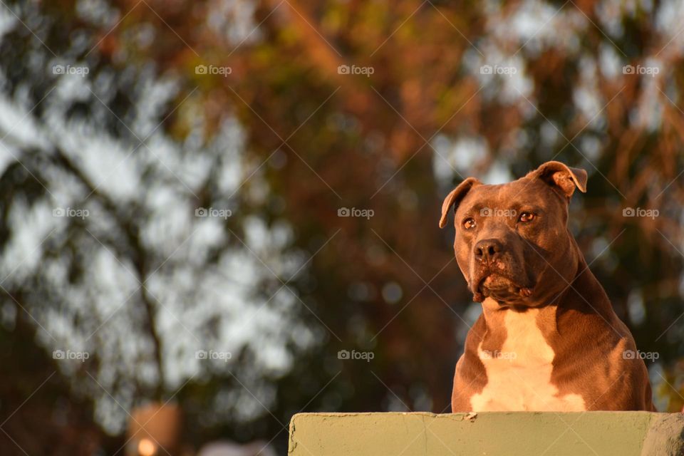 Mi Pitbull veterana. La pancha.