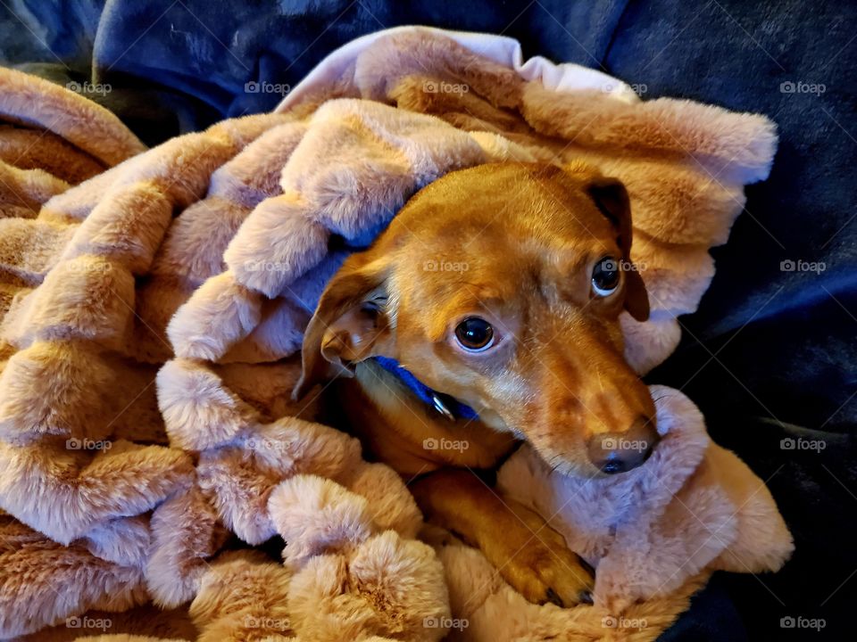 Chiweenie in a blanket