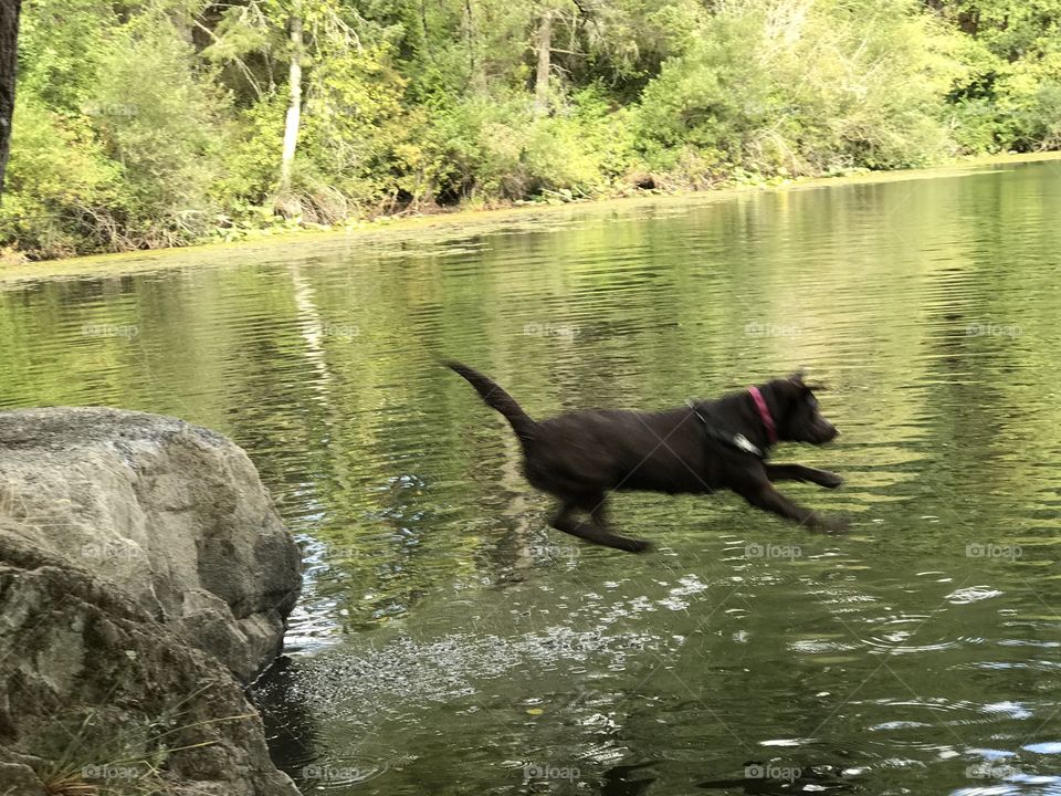 Labrador jumps into lake - high dive, dog play