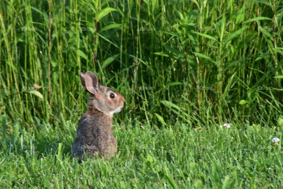 Rabbit