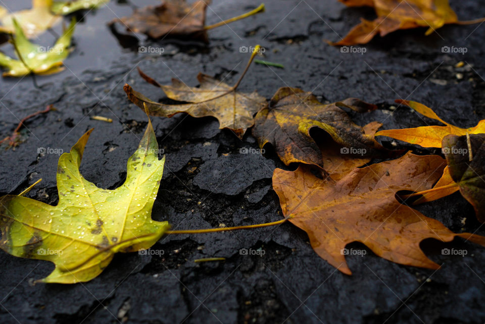 fallen leaves