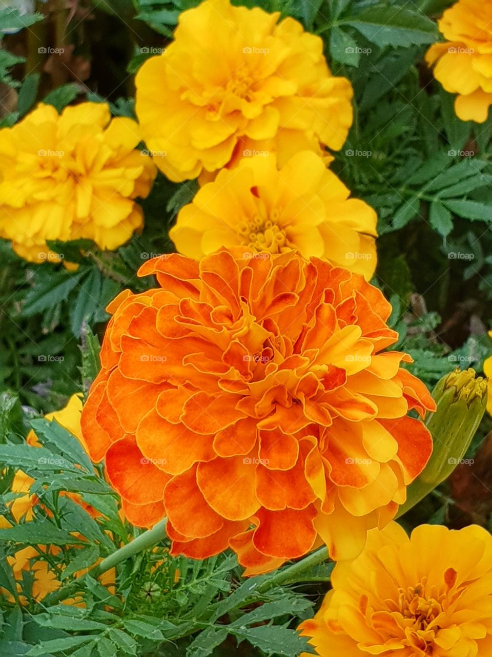 Marigold