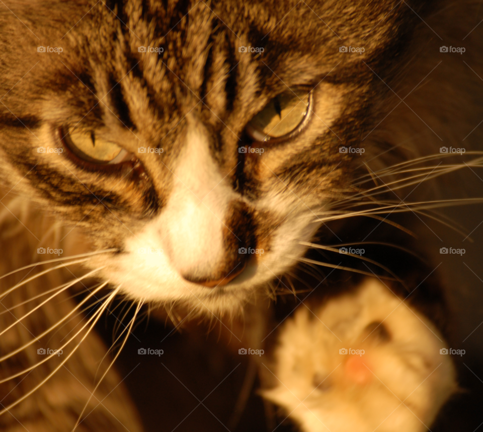 macro closeup face cat by lightanddrawing