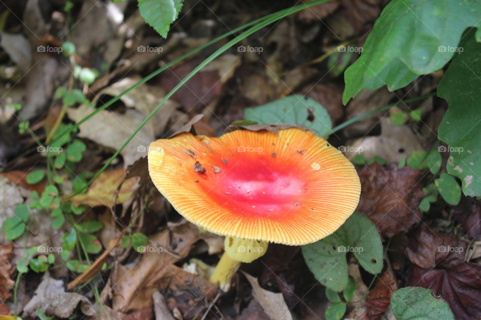 A sunset-colored mushroom among the leaves on the ground