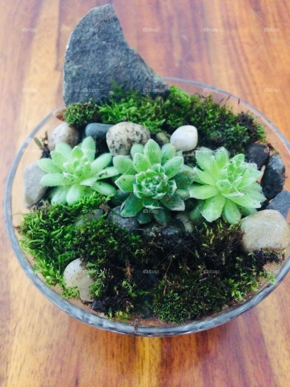Succulent plants