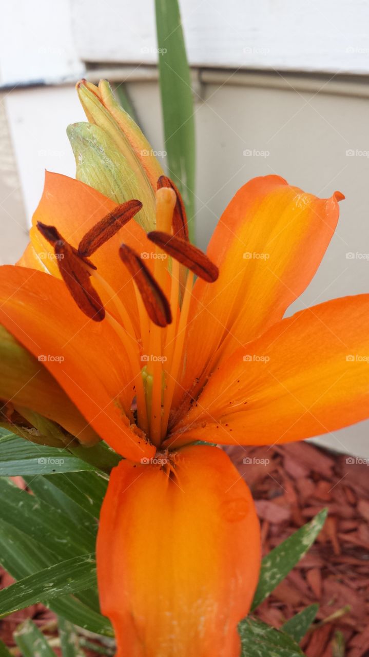 lily in the garden. my Beatiful flower