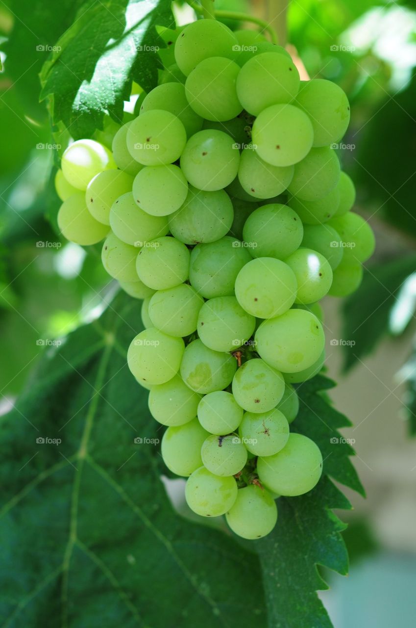 Grapes