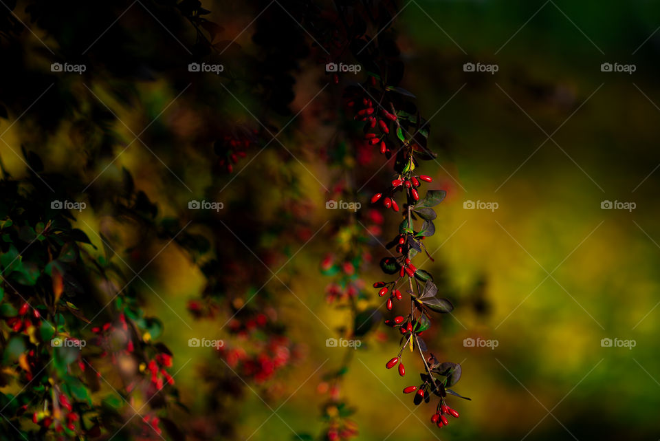 Natural autumn background with red berries