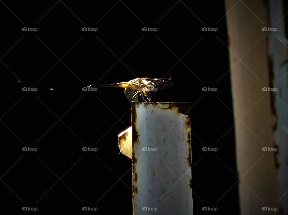 mesmerizing dragonfly