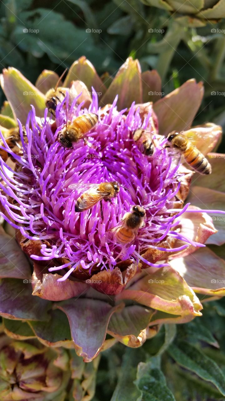 Blooming Artichoke Full of Bees