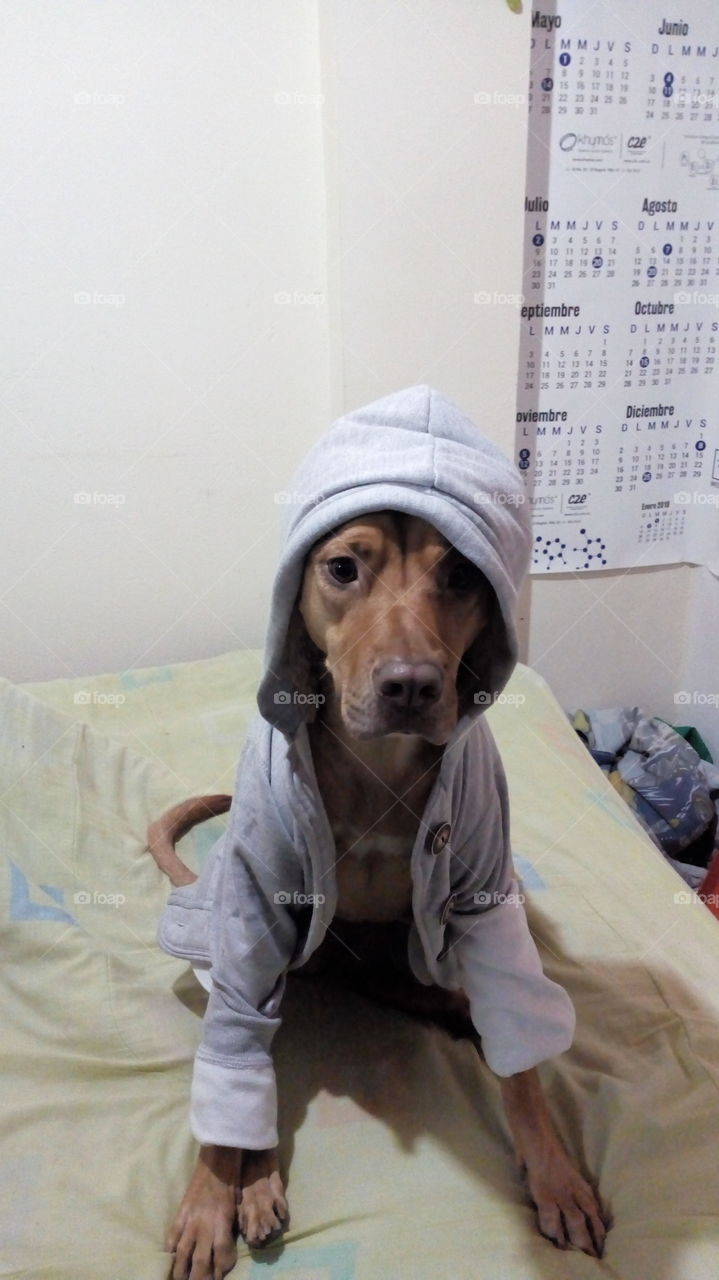 my dog with jacket