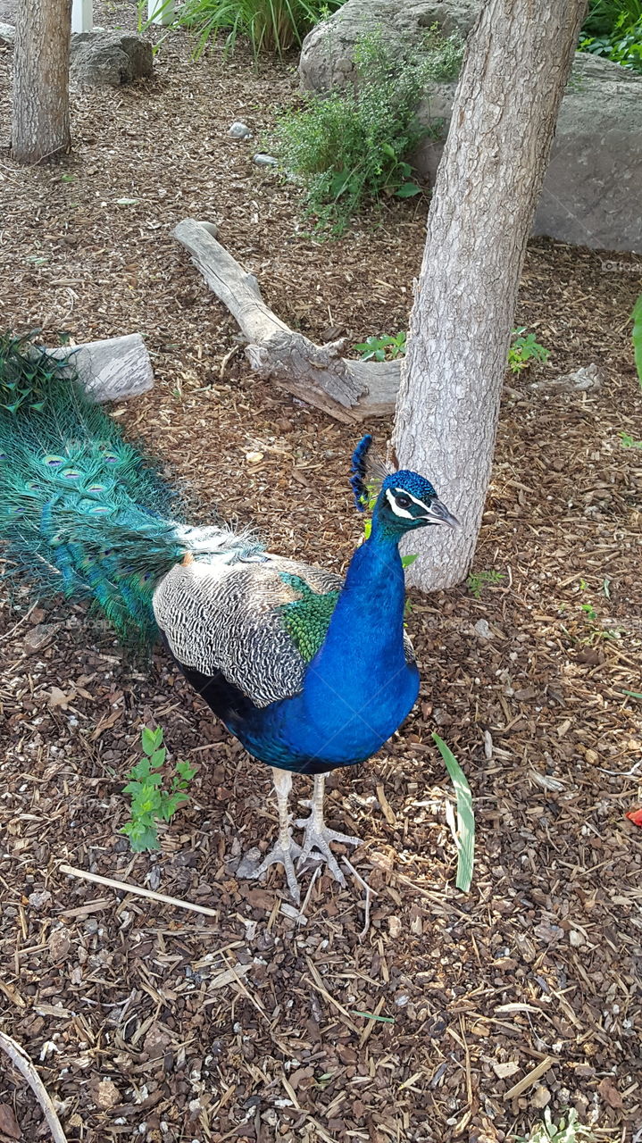 Magnificent Peacock