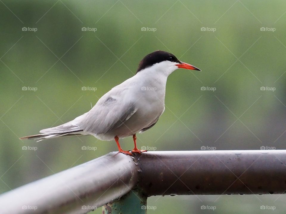 Tern