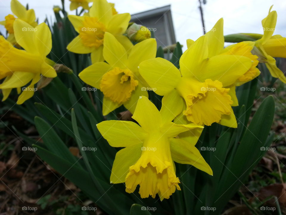 easter flowers. flowers in bloom