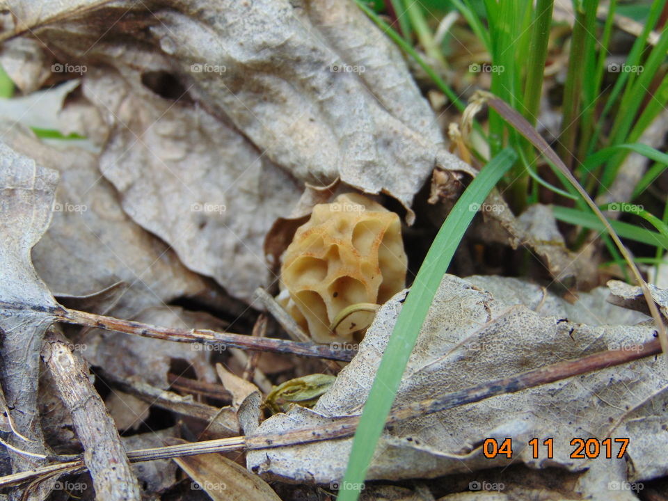 morel mushroom