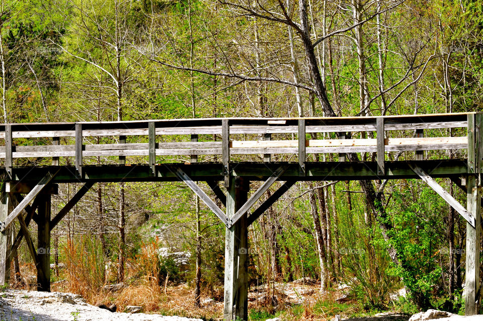 trees forest woods bridge by refocusphoto