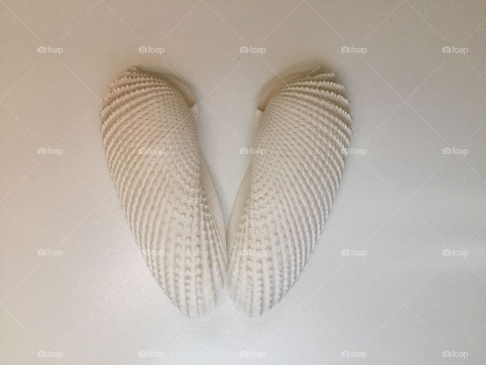 Angel wing sea shells 