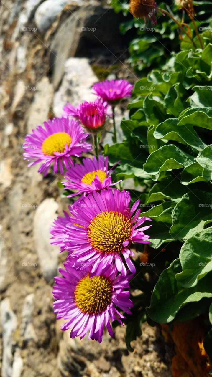 Bright pink and yellow autumnal flowers in the English countryside