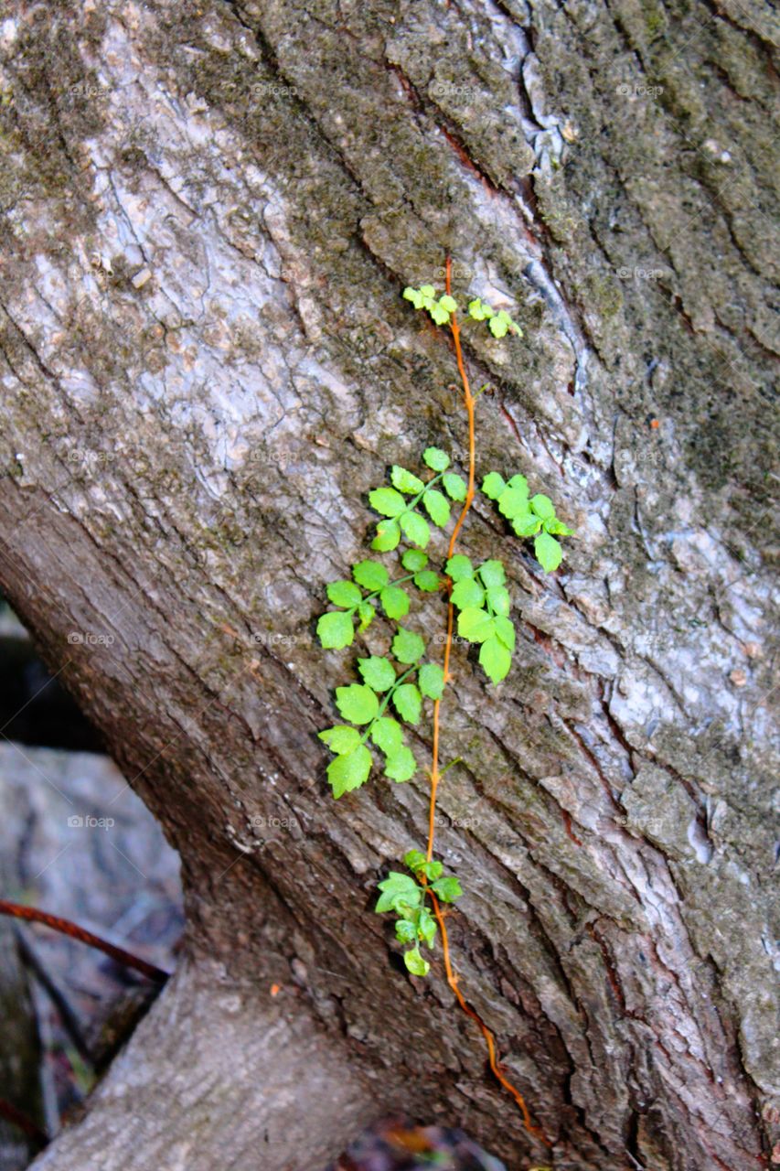 A bit of green