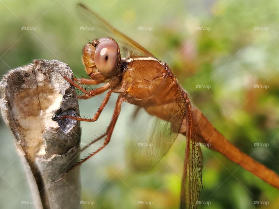 Closeup of an orange dragonfly looking directly at my camera.