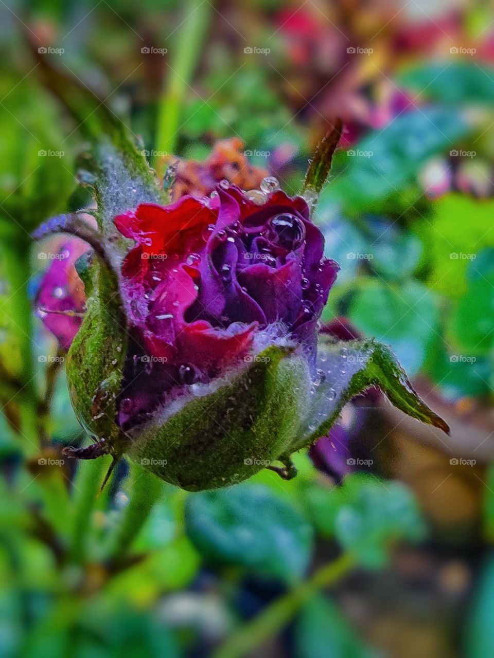 Rose bud