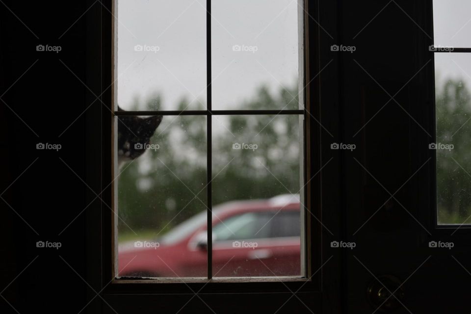 Cat peeking through the window 