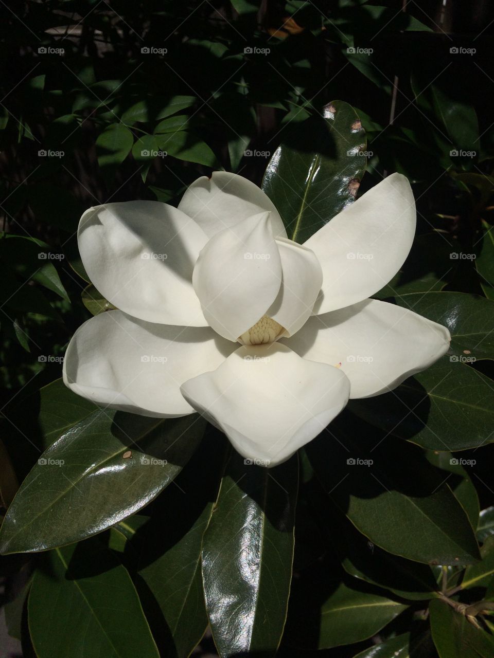 Southern Magnolia blossom in shade