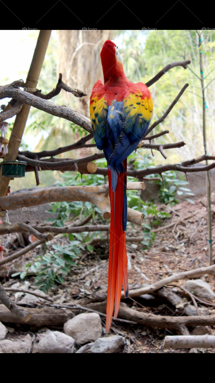 rainbow bird