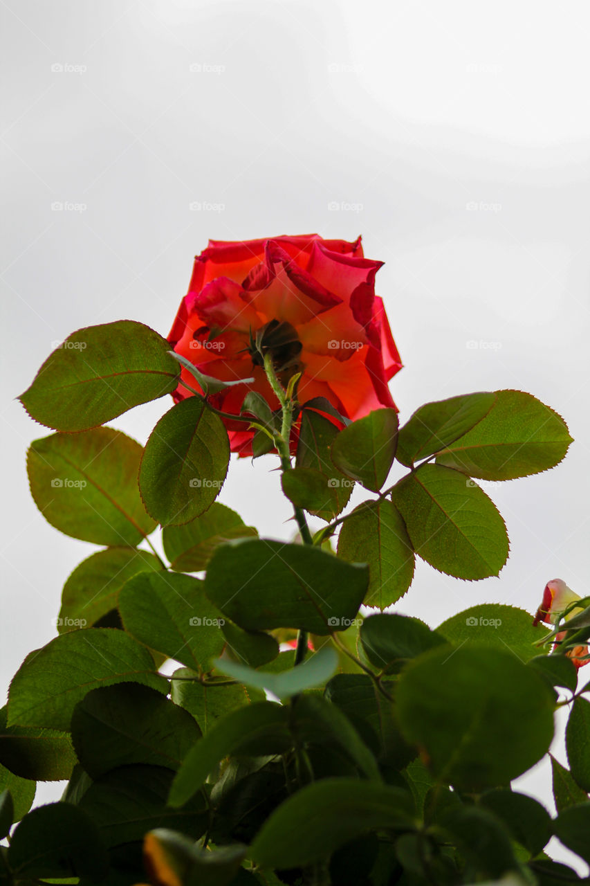 Red Rose and green leaves