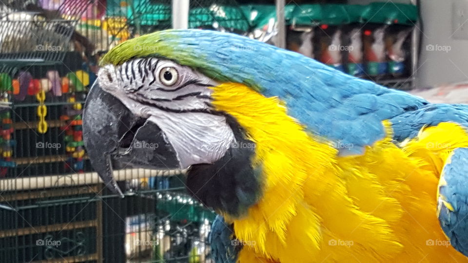 macaw II