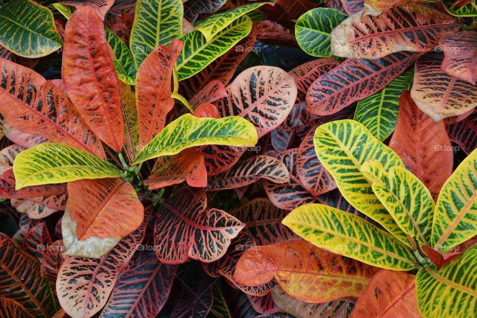 Variegated tropical plants 