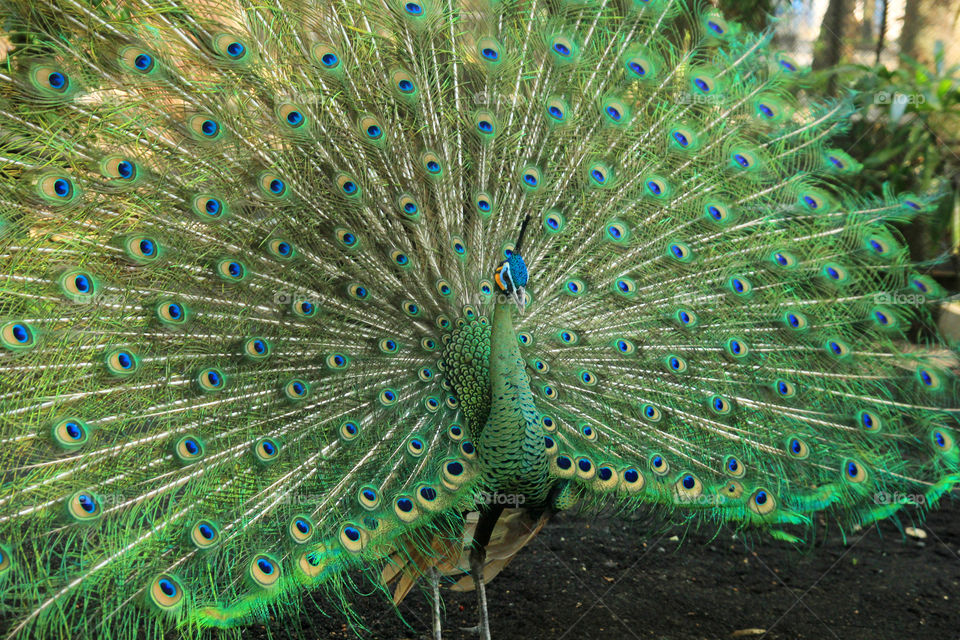 green peacock