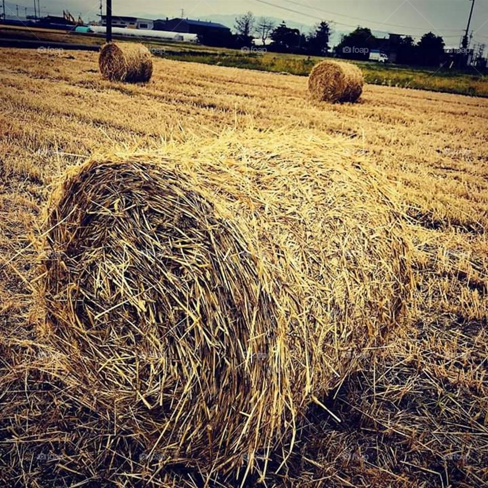 Wheat Straw