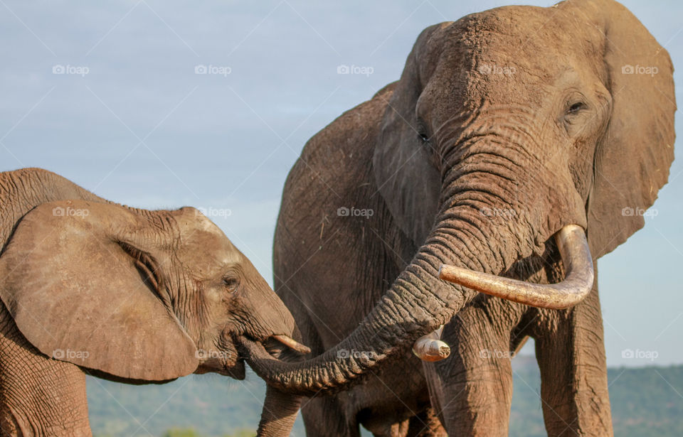 Adult male elephant feeding his son