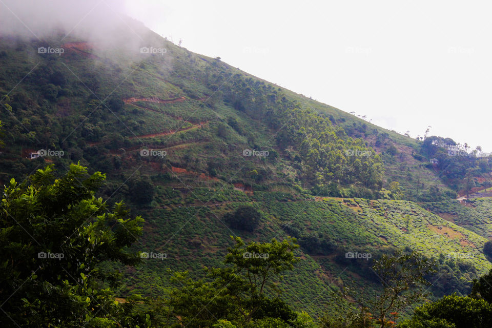Kuttikkanam Hills. outing