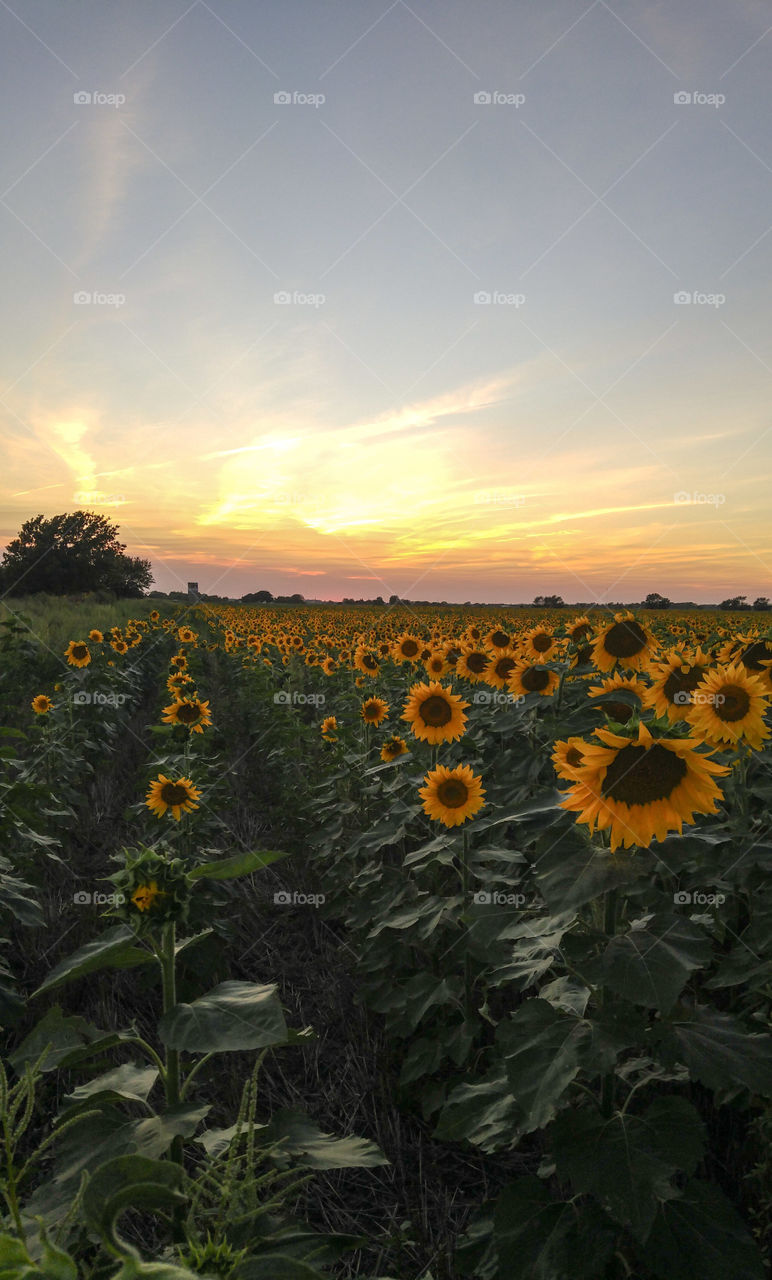 Sunflower Farming