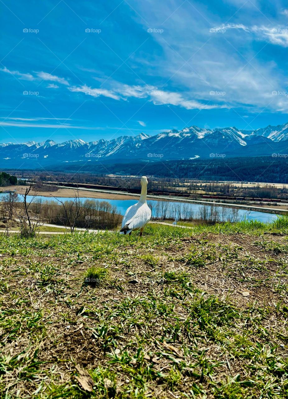 A snow goose taking in the beauty of the Canadian Rocky Mountains on a beautiful Spring day.