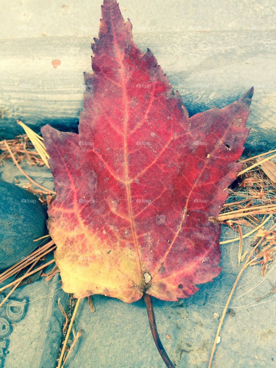 red leaves leaf fall by jmh