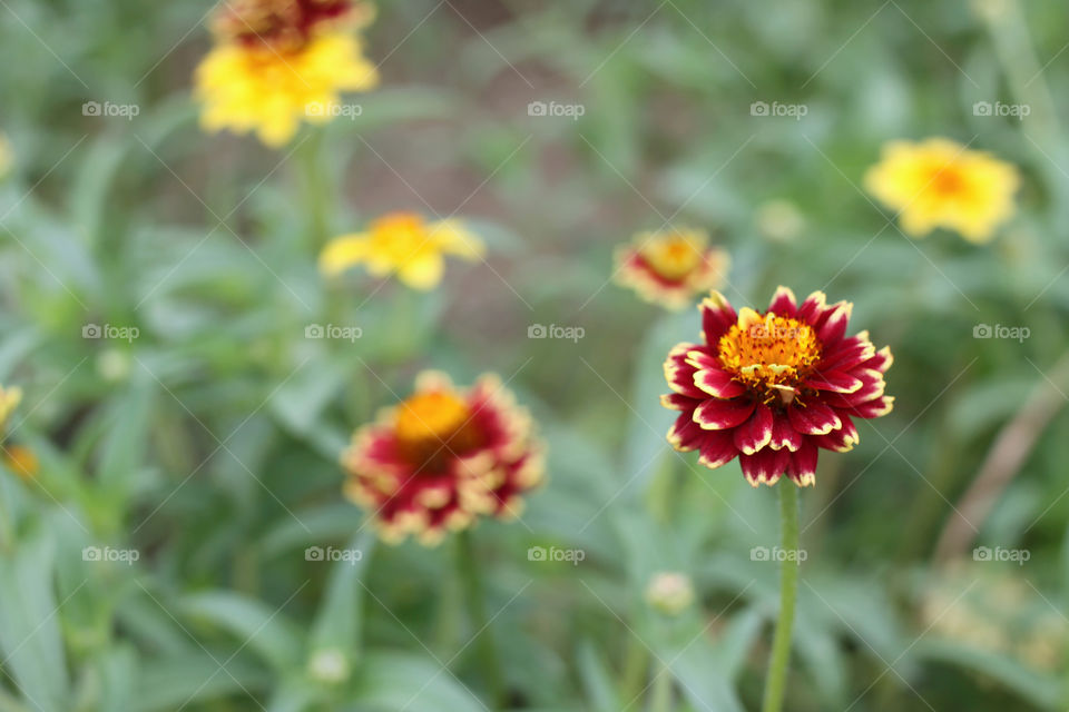 Zinnia