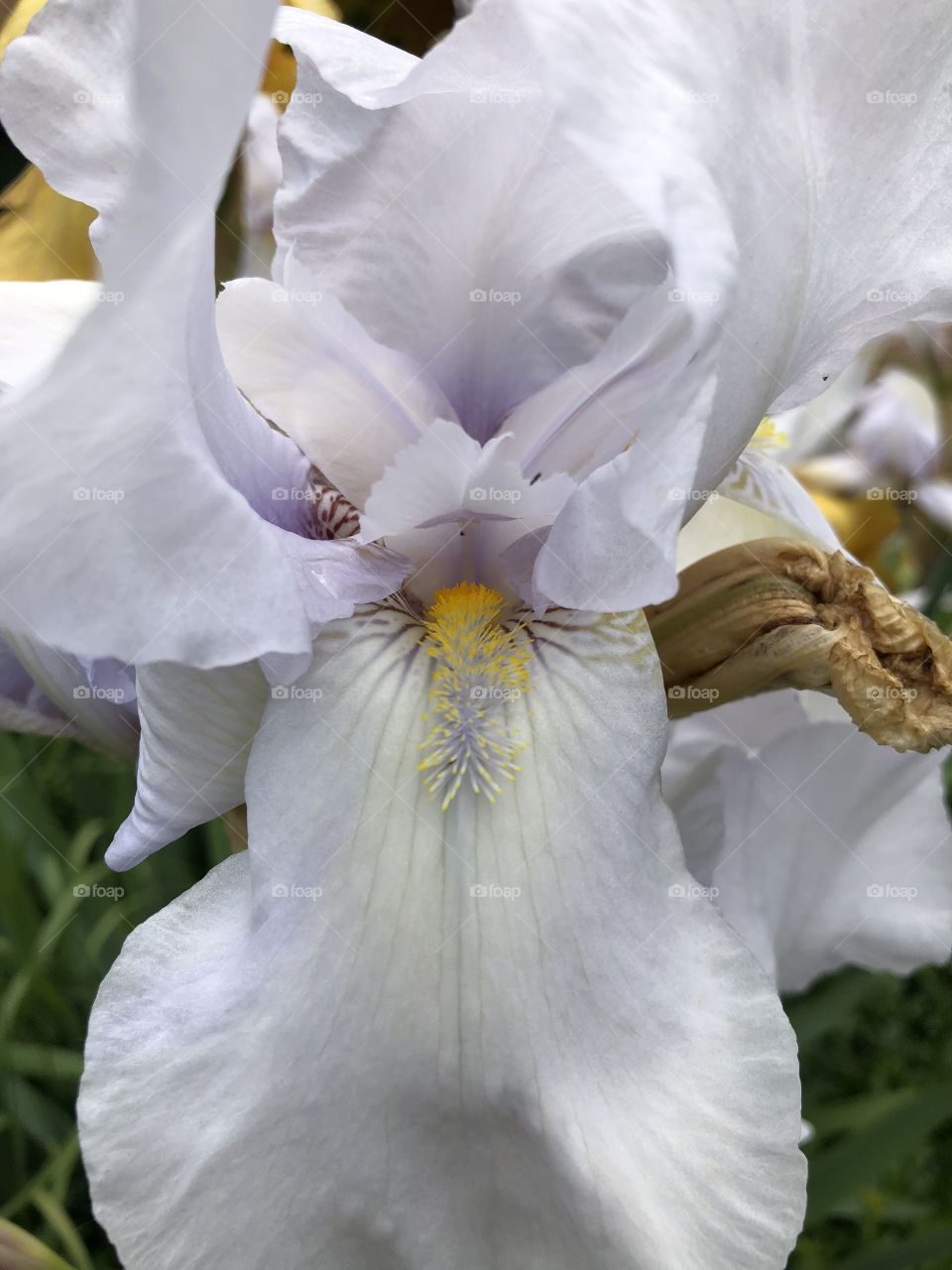 Iris