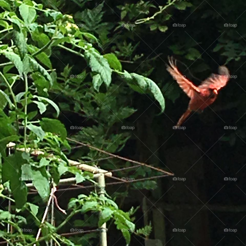 Cardinal caught in mid flight from garden.