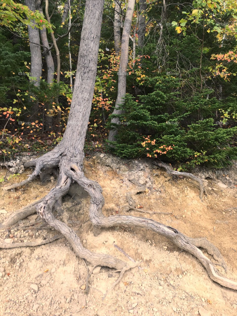 Cool roots