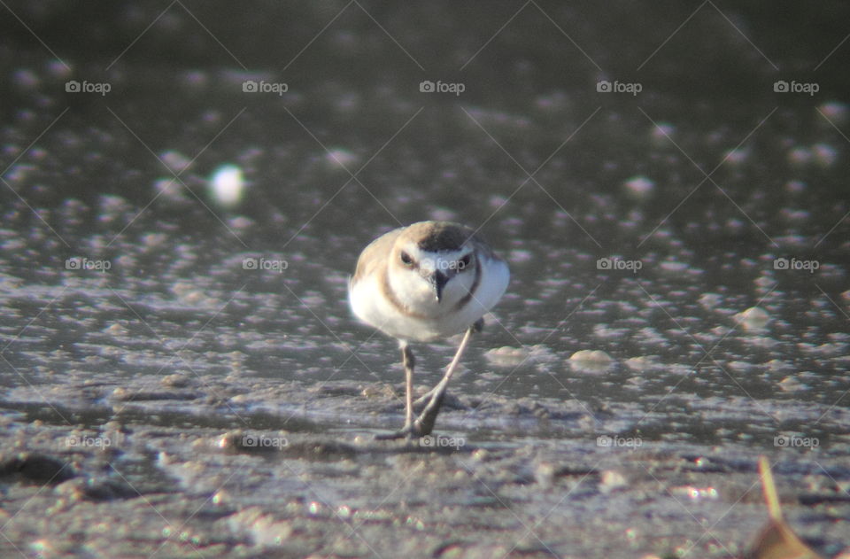 Kentish plover. Trouble left knee shorebird. Walking one to reach its feed. Wetland may get priority of this bird at the moment of afternoon be its feeding site.