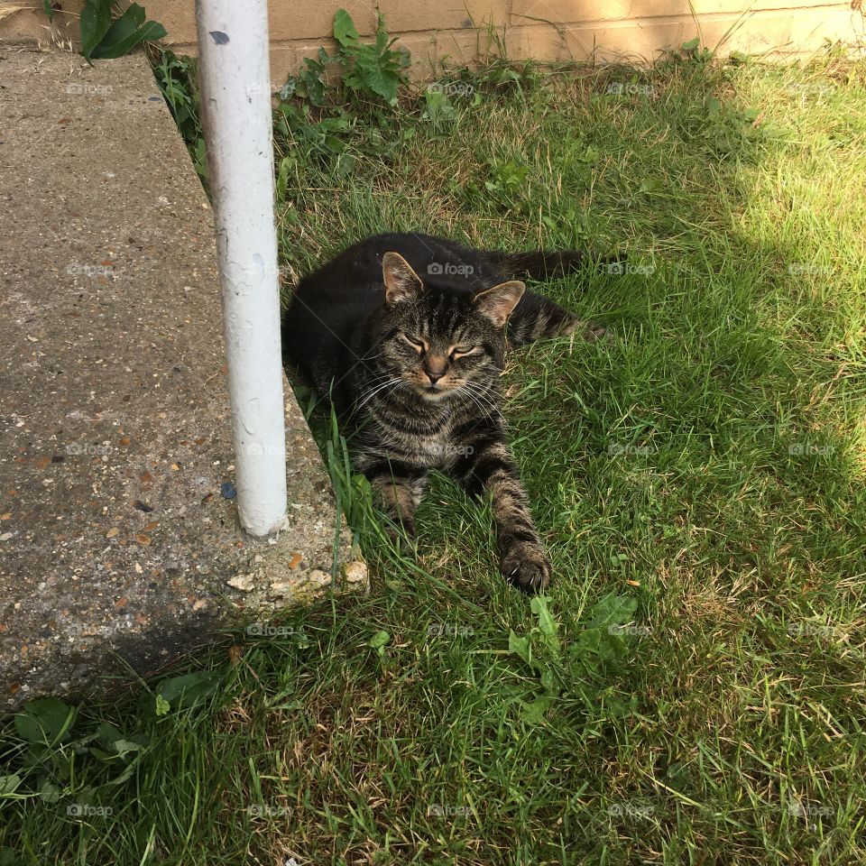 Tabby cat lying on grass